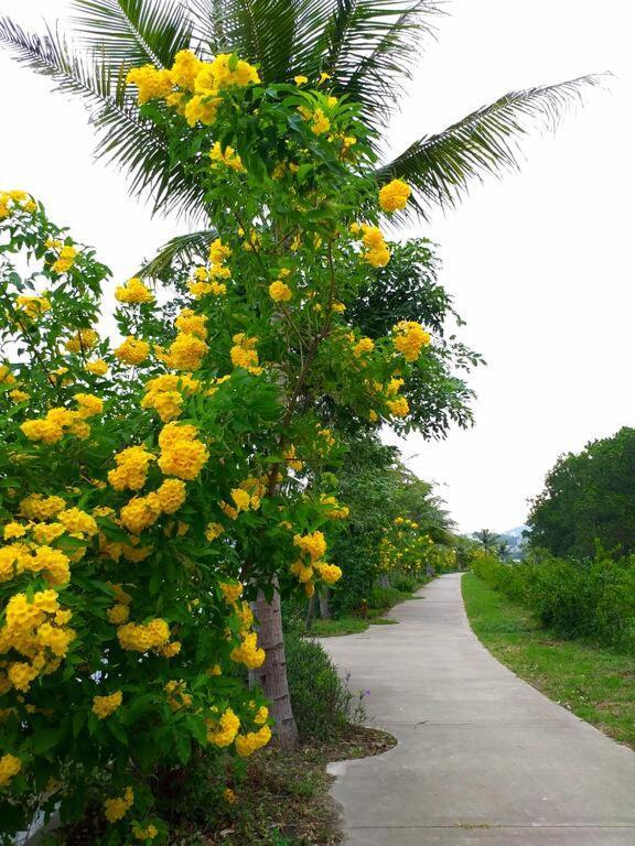 Cozy House Apartment Ha Long Luaran gambar